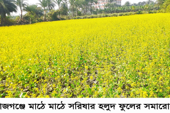 রাজগঞ্জে মাঠে মাঠে সরিষার হলুদ ফুলের সমারোহ