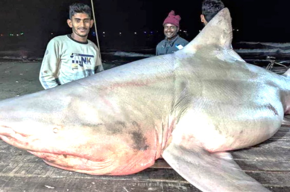 আনোয়ারায় জেলেদের জালে ধরা পড়লো দেড়শ কেজি ওজনের একটি হাঙ্গর মাছ