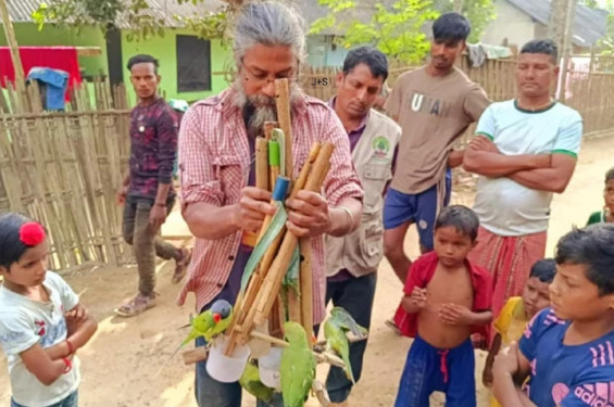 পাঁচটি শিকারী টিয়া পাখি শ্রীমঙ্গলের হরিণছড়া থেকে উদ্ধার