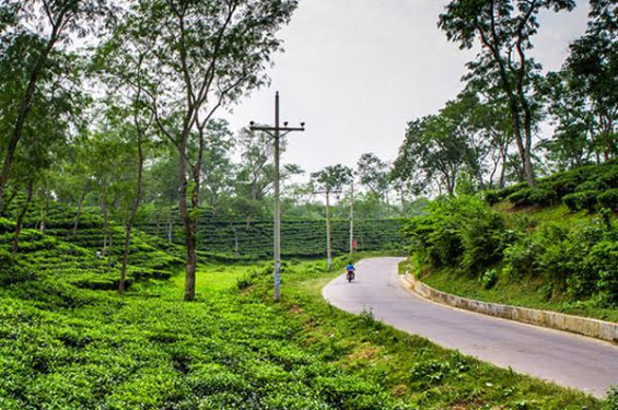 মাধবপুরে চা বাগানে গাড়ি থামিয়ে ডাকাতি
