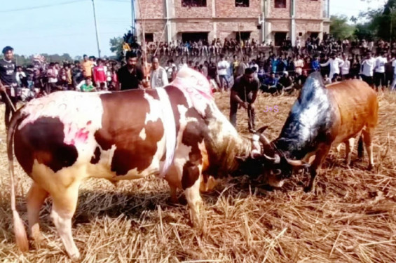 মহান বিজয় দিবস উপলক্ষে শেখেরগাঁও ঐতিহ্যবাহী ষাঁড়ের লড়াই