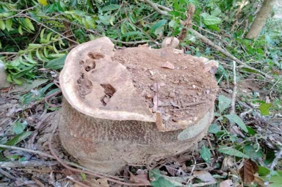 জুড়ীর লাঠিটিলা সংরক্ষিত বন থেকে গাছ চু রি