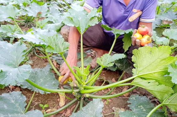 কৃষি কাজই ব্রত: কৃষক হাফিজুরের