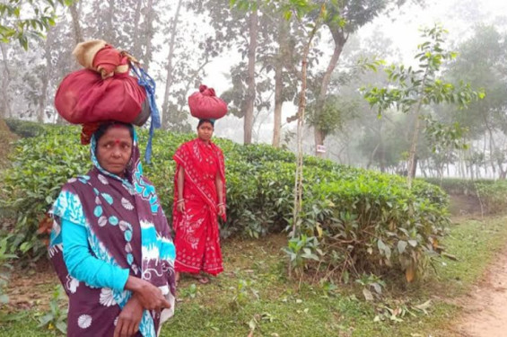 চায়ের রাজধানীতে হঠাৎ বয়ে যাচ্ছে কনকনে শীতের দাপট