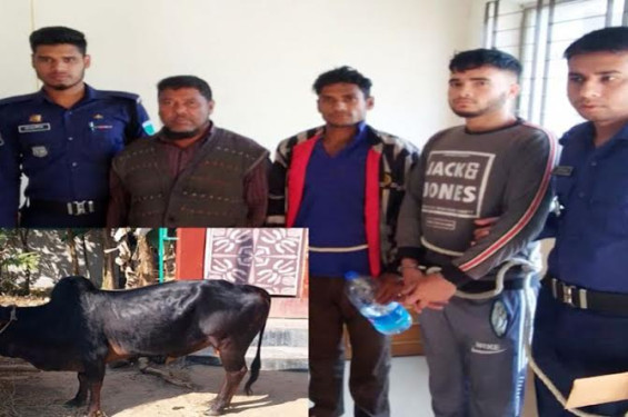 কমলগঞ্জে গরু চুরির অভিযোগে গ্রেফতার ২