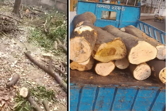 রেল পূর্বাঞ্চলে এফএএন্ডসিএও বিভাগের গাছ কর্তন, জব্দকৃত কাঠ ছাড়াতে তদবীর