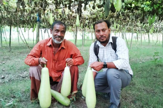 বিষমুক্ত লাউ চাষে সফল ইদ্রিস আলী, বাড়ছে অন্য চাষীদেরও আগ্রহ