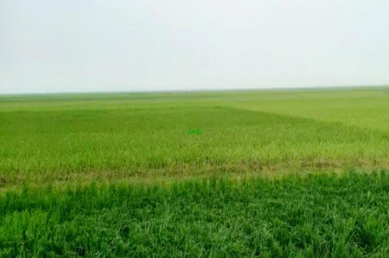 ঝড় শিলাবৃষ্টি নিয়ে যত দুশ্চিন্তা ভয় কৃষকের