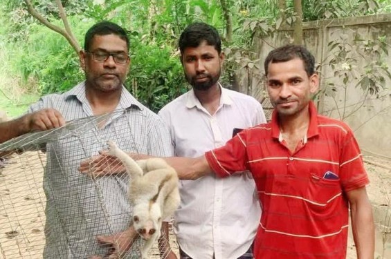 কুকুরের আক্রমণ থেকে বিপন্ন লজ্জাবতী বানর উদ্ধার