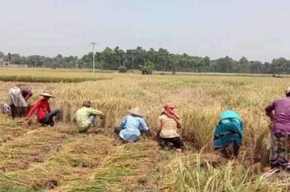 যশোরের শার্শা উপজেলায় ইরি ধান কাটতে ও ঘরে তুলতে ব্যস্ত কৃষক