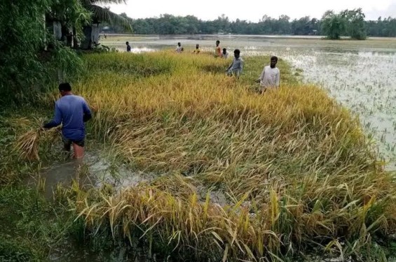 বৃষ্টি না থাকায় শেরপুরে কমেছে নদ-নদীর পানি, কৃষকদের মাঝে স্বস্তি