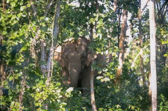 শেরপুরে হাতির পায়ে পিষ্ট হয়ে একদিনেই দুই জনের মৃত্যু