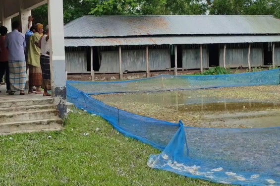 বাউফলে মাদ্রাসার খেলার মাঠে ধান চাষের অভিযোগ