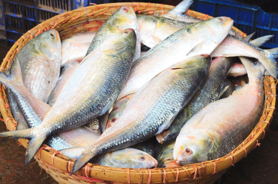 ইলিশ ধরা শুরু, সরবরাহ  বাড়লেও কমেনি দাম