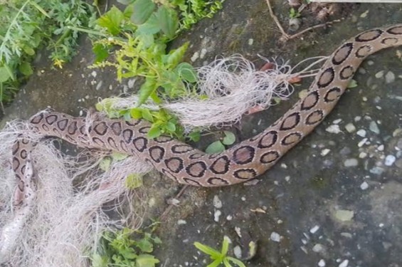 রাজশাহীতে একমাসে মৃত ৩০০ ও জীবিত ২৫০ সাপ উদ্ধার