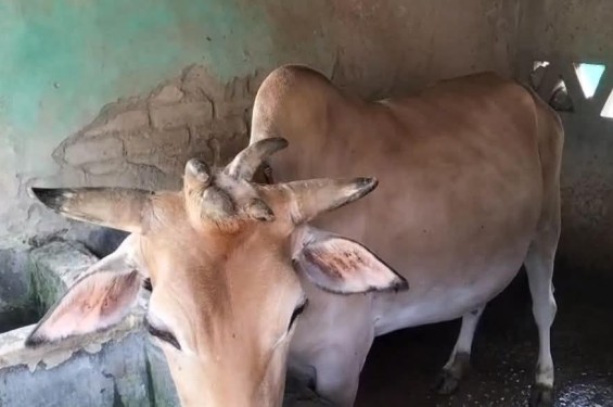 ঝিনাইদহের কোটচাঁদপুর  একটি গরুর ৭টি শিং