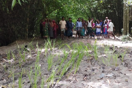 কাদা রাস্তায় ধানের চারা রোপণ করে অভিনব প্রতিবাদ