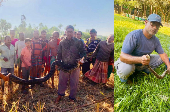একই দিনে শ্রীমঙ্গলে দুই স্থানে অজগর উদ্ধার, বন্যপ্রাণী সেবা ফাউন্ডেশনের দ্রুত তৎপরতা