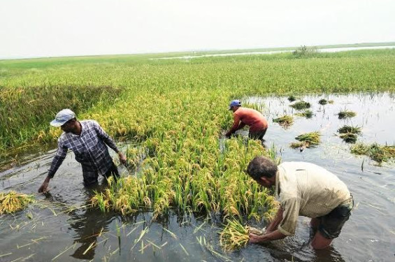 সুনামগঞ্জের দেখার হাওরে জলাবদ্ধতা : পানিতে কৃষকের ৫ শ’ একর জমি