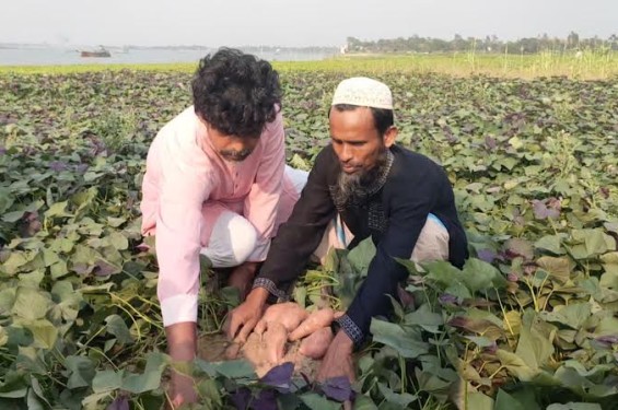নবীনগরে 'ওয়াকিনাওয়া' জাতের জাপানি মিষ্টি আলুর বাম্পার ফলন