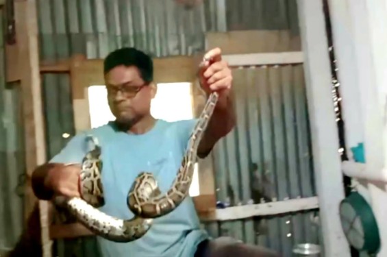 রান্নাঘরের চালের নিচে সিলিঙ্গে গুটিসুটি মেরে বসে অজগর সাপ,