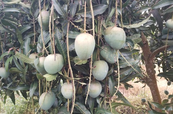 পাহাড়ে মিশ্রফল চাষে সফল উদ্যোক্ততা জ্যোতি কিশোর।