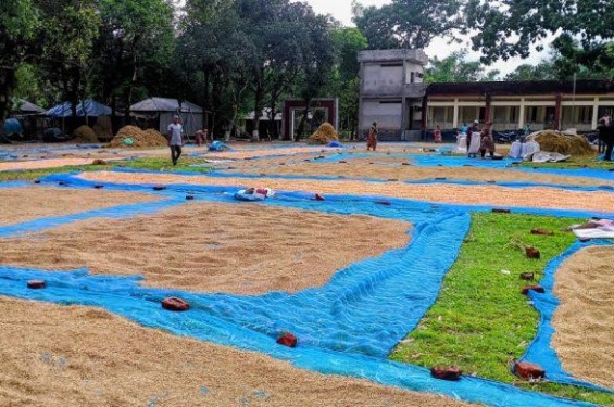 জলঢাকায় শিক্ষা প্রতিষ্ঠান মাঠ যেন ধান, ভুট্টা শুকানোর চাতাল।