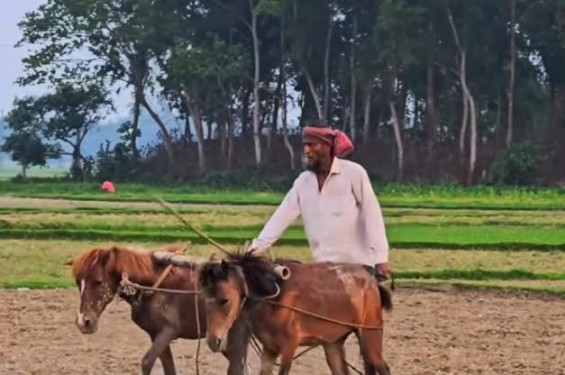 জীবিকার জন্য ঘোড়ার হালে অন্যের জমি চাষ