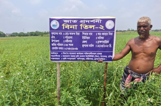 নবীনগরে দিনদিন জনপ্রিয় হচ্ছে বিনাতিল-২