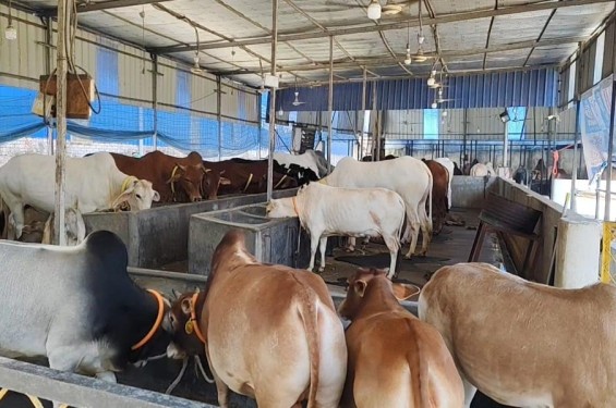 কোরবানির সামনে রেখে  রূপগঞ্জে আড়াই’শ খামারে প্রস্তুত ১৫ হাজার পশু