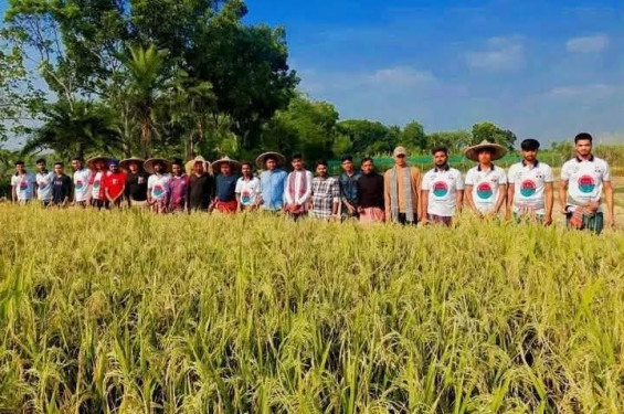কালীগঞ্জে অসহায় বিধবা নারীর জমির ধান কেটে- বেন্ধে দিলেন ছাত্রদলের নেতাকর্মীরা