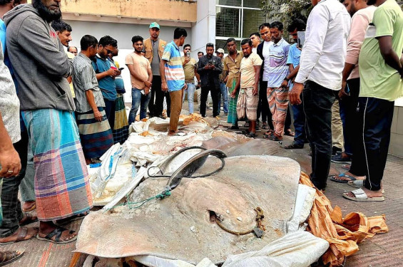 বাউফলে অন্তরা পরিবহন থেকে সাড়ে ১২ মণ অবৈধ শাপলা পাতা মাছ জব্দ