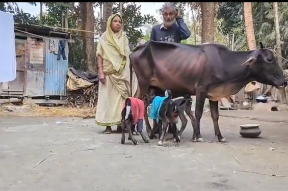পটুয়াখালীতে বিরল ঘটনা: একসঙ্গে তিনটি বাচ্চার জন্ম দিল একটি গরু