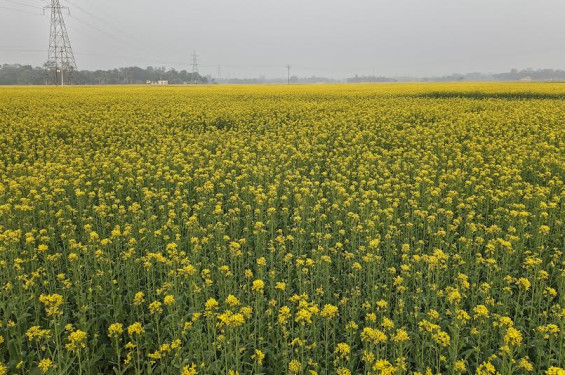 লক্ষ্যমাত্রা ছাড়াল ক্ষেতলালের সরিষা আবাদ, বাম্পার ফলনের আশা