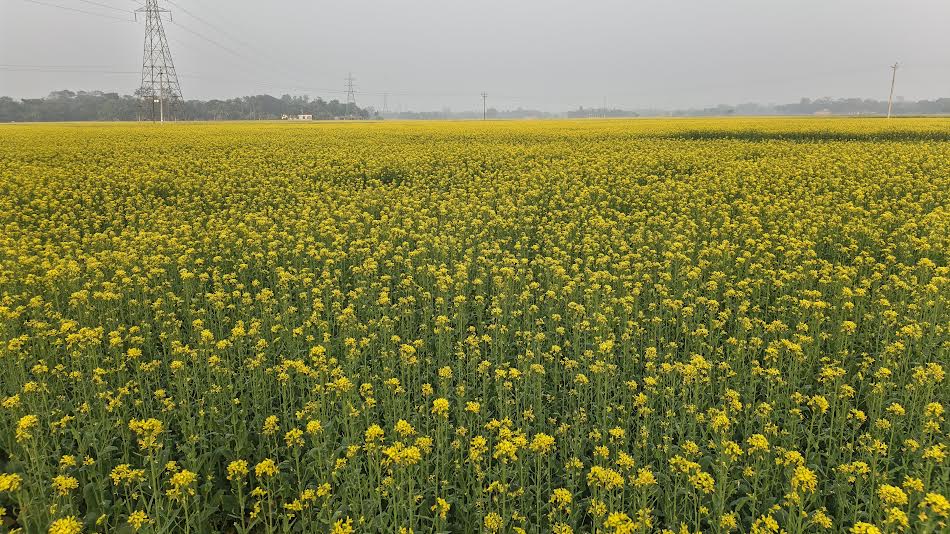 লক্ষ্যমাত্রা ছাড়াল ক্ষেতলালের সরিষা আবাদ, বাম্পার ফলনের আশা