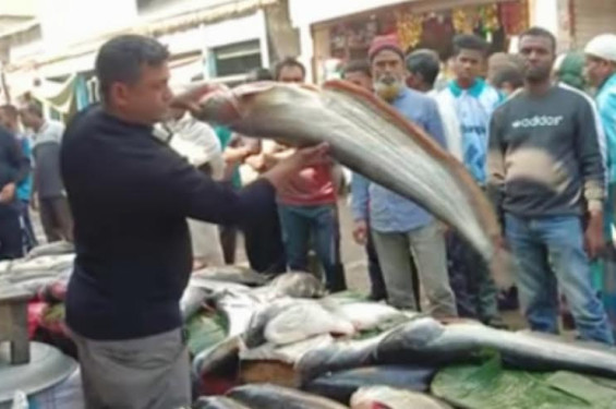 কুশিয়ারার তীরে শতবর্ষী মাছের মেলা, দুই কোটি টাকার বাঘাইড় ঘিরে উন্মাদনা
