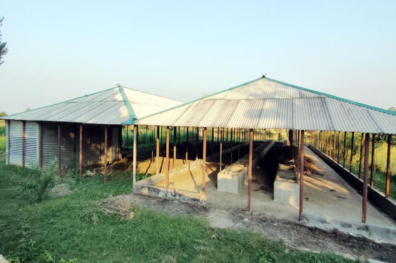 রাণীনগরে পৌনে ২ কোটি টাকার পুনর্বাসন প্রকল্প এখন জনশূন্য, লুট হয়েছে গবাদিপশু