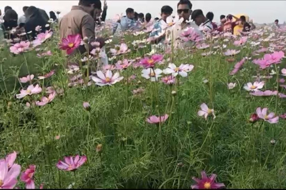 ব্রাহ্মণবাড়িয়ায় কসমস ফুলের সমারোহ, বাণিজ্যিক সম্ভাবনায় আশাবাদী কৃষক