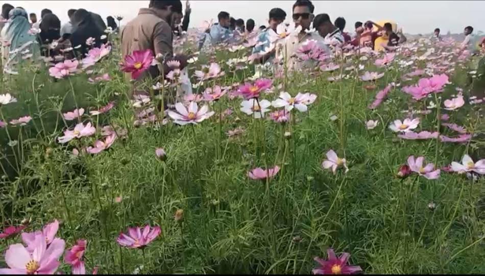 ব্রাহ্মণবাড়িয়ায় কসমস ফুলের সমারোহ, বাণিজ্যিক সম্ভাবনায় আশাবাদী কৃষক