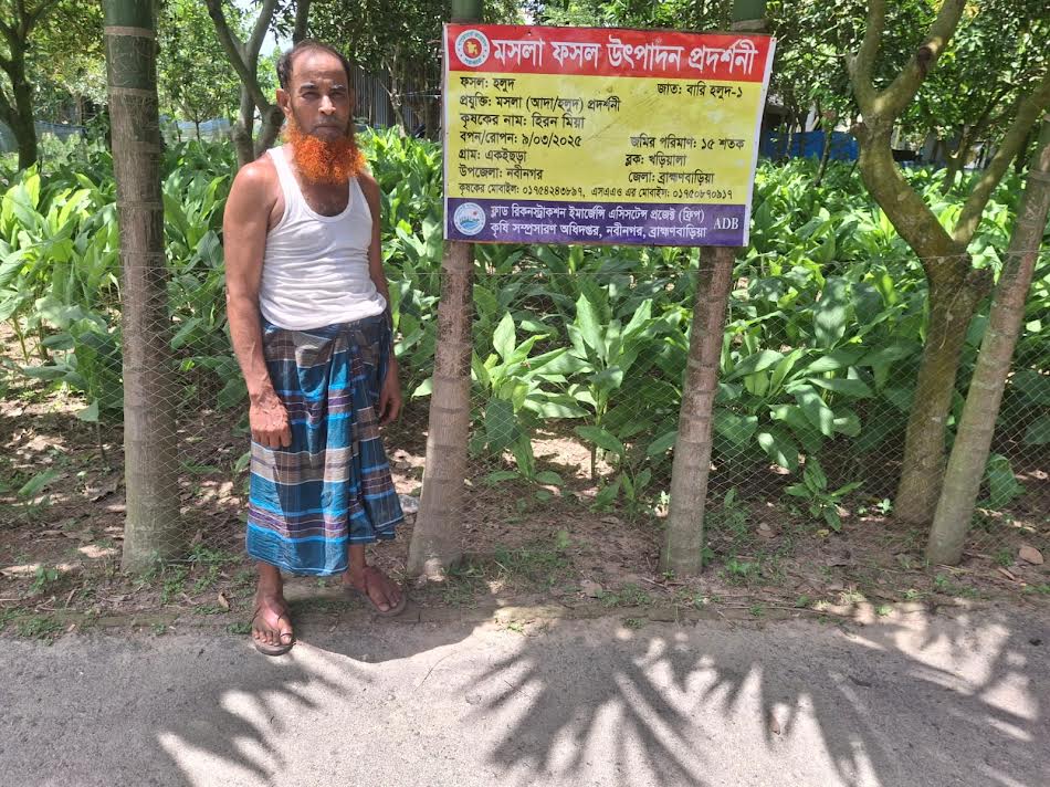 ফল বাগানের ছায়ায় হলুদ চাষ: কৃষক জামিরের অভাবনীয় সাফল্য