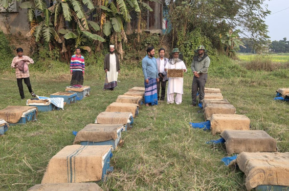 নবীনগরে সরিষা ও ধনিয়া ফুলে মৌচাষ, কোটি টাকার মধু উৎপাদনের সম্ভাবনা