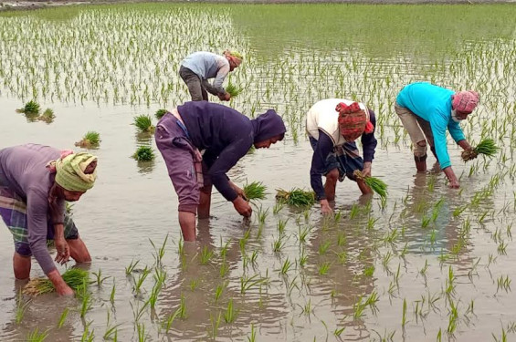নড়াইলে বোরো ধান রোপণে ব্যস্ত কৃষক, লক্ষ্যমাত্রা ছাড়ানোর সম্ভাবনা