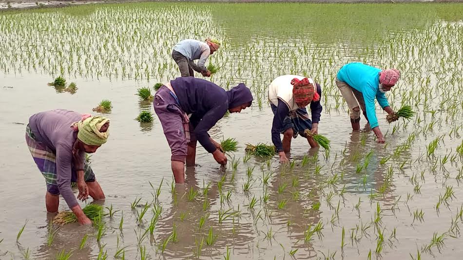 নড়াইলে বোরো ধান রোপণে ব্যস্ত কৃষক, লক্ষ্যমাত্রা ছাড়ানোর সম্ভাবনা