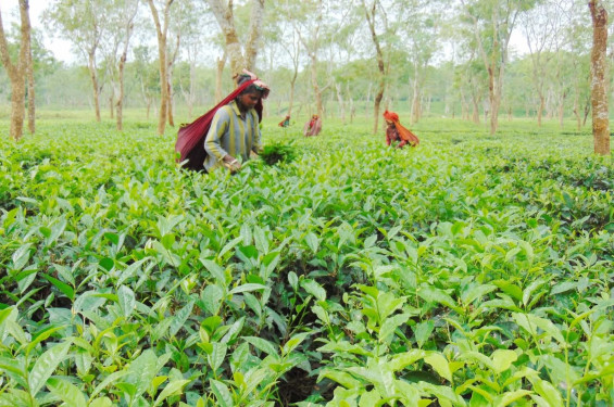 হবিগঞ্জ-৪ আসনে ধানের শীষ ও মোমবাতির দ্বিমুখী লড়াই, ফ্যাক্টর চা-শ্রমিক ভোট