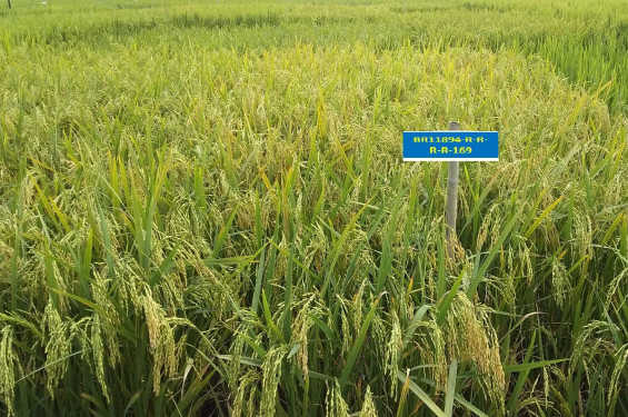 শস্যভাণ্ডারে যুক্ত হলো উচ্চফলনশীল ৬ নতুন জাতের ধান