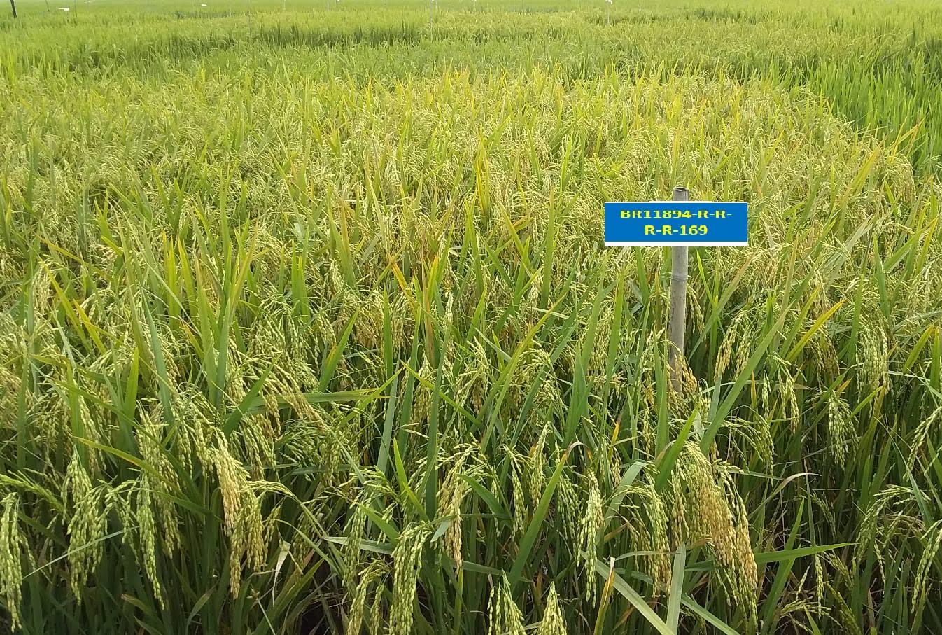 শস্যভাণ্ডারে যুক্ত হলো উচ্চফলনশীল ৬ নতুন জাতের ধান