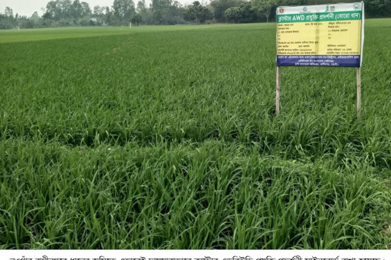 রাণীনগরে কৃষি কর্মকর্তাদের অবহেলায় ভেস্তে গেছে ক্লাস্টার এডব্লিউডি প্রযুক্তি প্রদর্শনী প্রকল্প