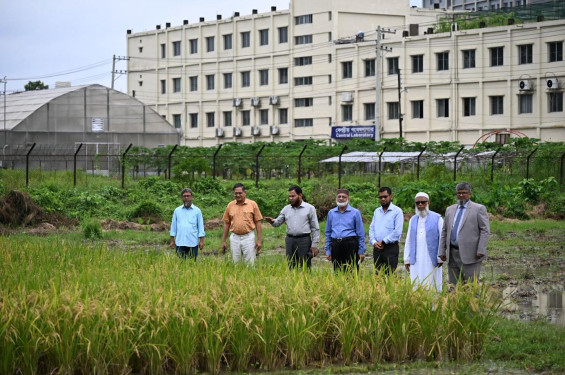 স্বল্পমেয়াদে বেশি ফলন গাকৃবির ‘জিএইউ ধান-৪’ কৃষিতে নতুন সম্ভাবনার দ্বার খুলল