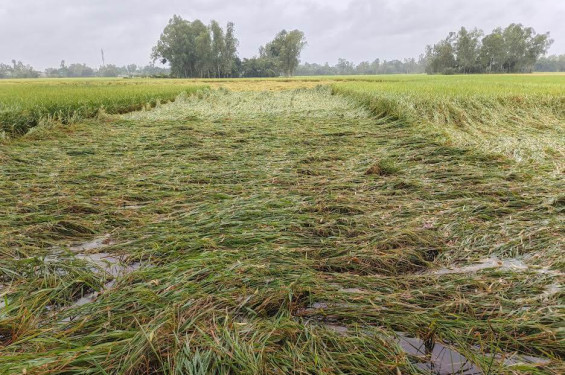 জয়পুরহাটে অসময়ের বৃষ্টিতে রোপা আমন ধানের ব্যাপক ক্ষতি, দিশেহারা কৃষক