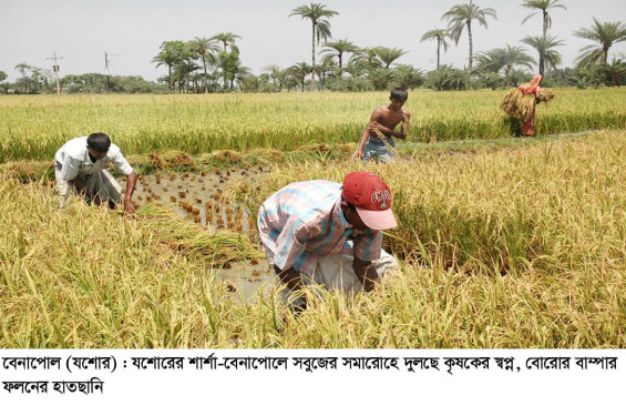 যশোরের শার্শা-বেনাপোলে সবুজের সমারোহে দুলছে কৃষকের স্বপ্ন, বোরোর বাম্পার ফলনের হাতছানি